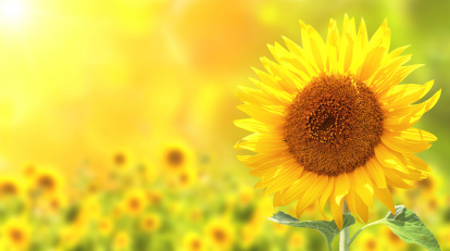 Sonnenblume