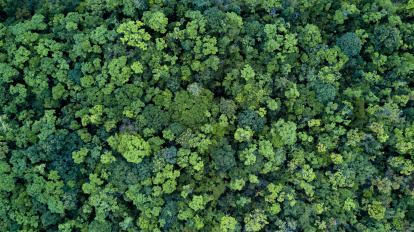 Wald